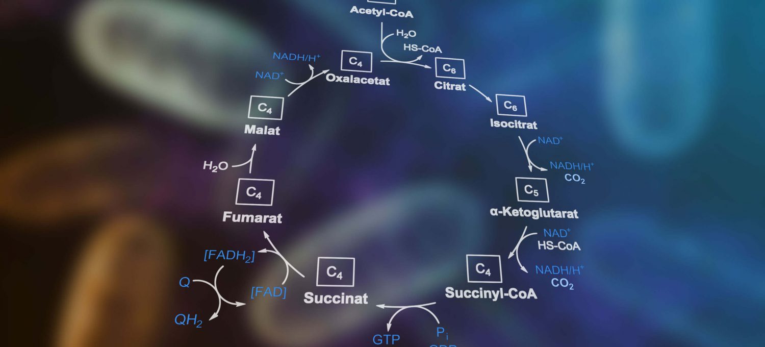 Der Citratzyklus – Energiestoffwechsel im Körper