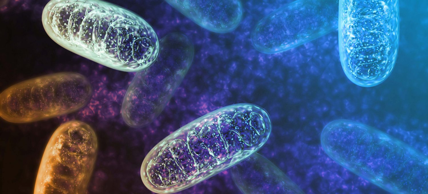 Mitochondrien – Die Kraftwerke im menschlichen Körper